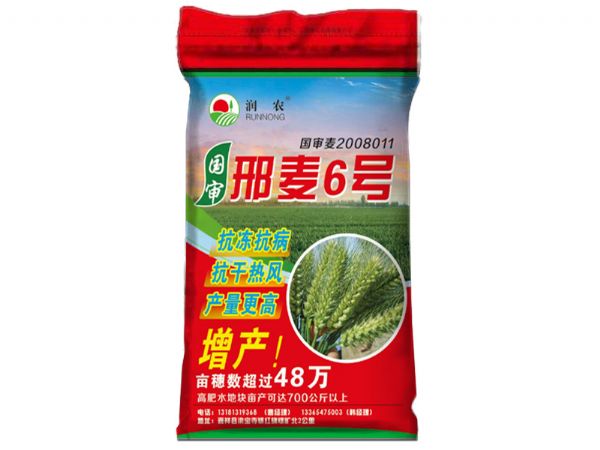 邢麥6號(hào)