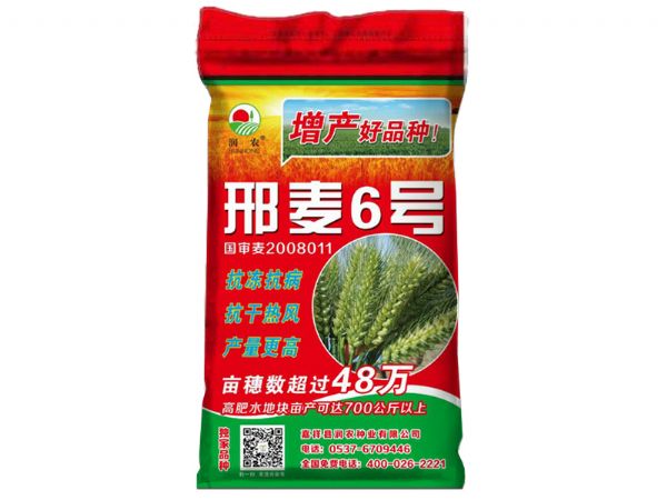 邢麥6號特征特性和栽培要點