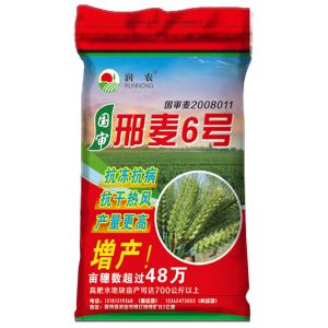 邢麥6號