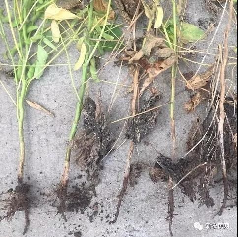 嘉祥縣晨禾種業(yè)有限公司教大家大豆結莢期謹防根腐病、雨后高發(fā)！
