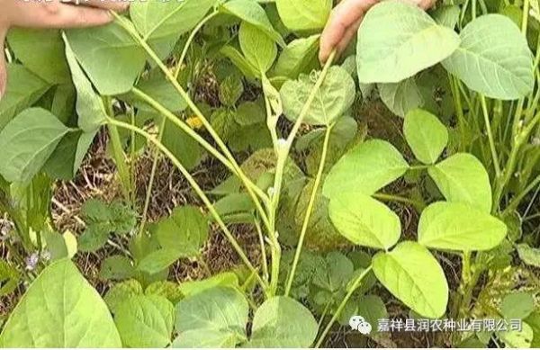嘉祥晨禾種業(yè)有限公司該如何預(yù)防和防治大豆不結(jié)莢？
