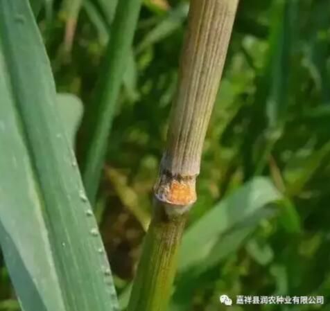 看嘉祥晨禾種業(yè)如何教大家防治小麥赤霉病
