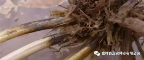 小麥全蝕病特征及防治，看嘉祥晨禾種業(yè)如何治理