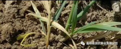 小麥根腐病，嘉祥晨禾種業(yè)有限公司教您如何治 療
