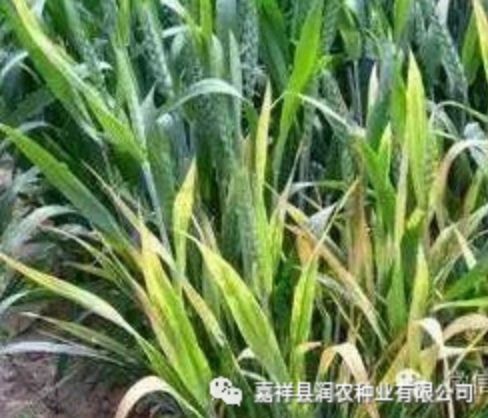 嘉祥晨禾種業(yè)有限公司教大家預(yù)防和防治小麥黃矮病