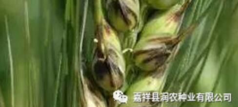小麥黑穎病，看嘉祥晨禾種業(yè)有限公司怎么防治