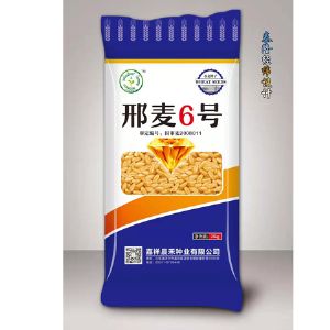 刑麥6號(hào)