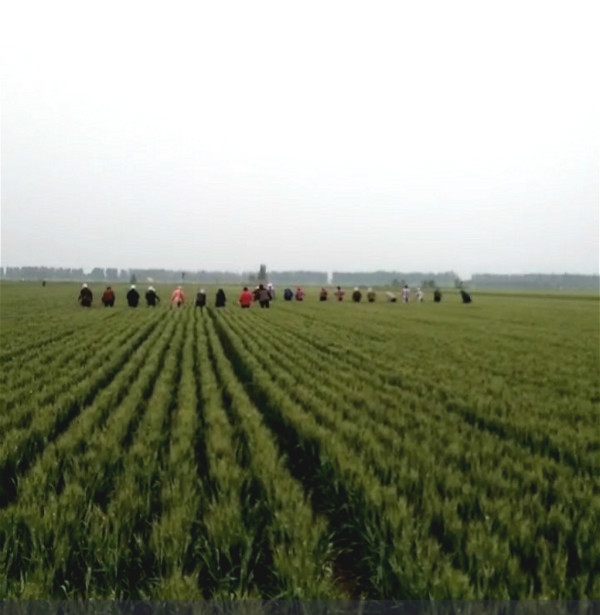 晨禾種業(yè)交大家雜草早防治
