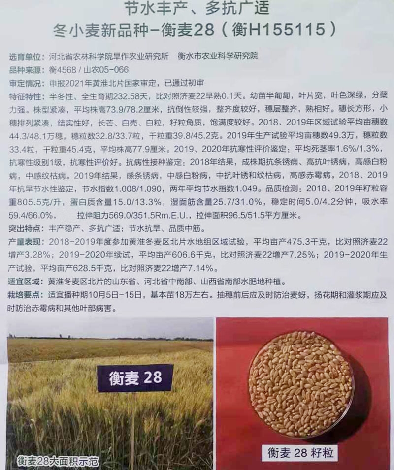 節(jié)水豐產、多抗廣適 冬小麥新品種-衡麥28（衡H155115）